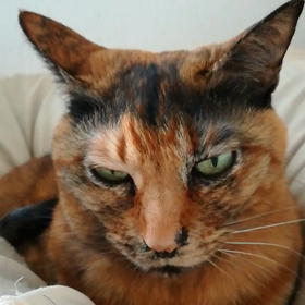 どんより～かな？の画像