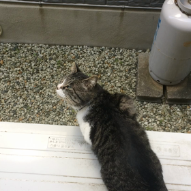 ネコ逃亡の画像