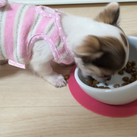 それぞれの食事U・x・Uの画像