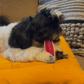 保護犬アムの画像