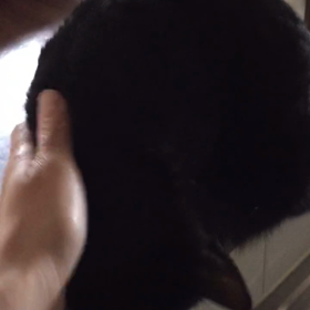 動画も載せれるのねの画像