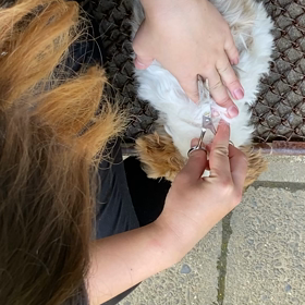 つぶちゃんチョキチョキの画像