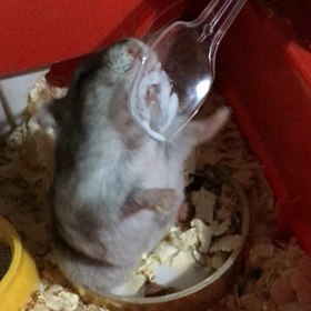 チュールチュール（笑）の画像