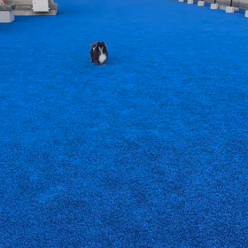 ワンズリゾートのドッグランの画像