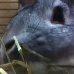 おいしそうにの画像