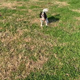 ボール遊びとワニ歩きの画像