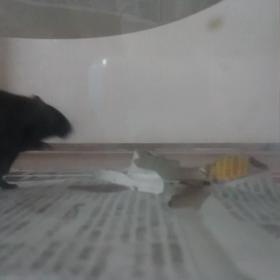 ぺろさん、動きます！の画像