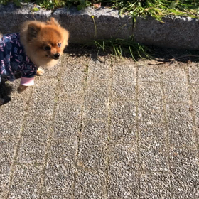 1/22抜糸の日の画像