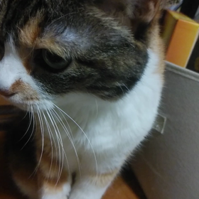 こもも動画の画像