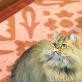 シャボン玉とショコラさんの画像