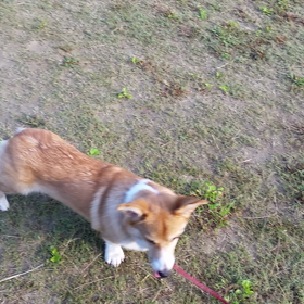 ①新しいボール。の画像