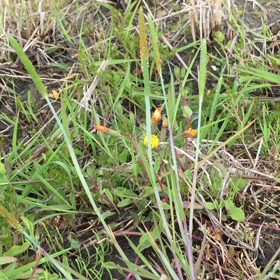 ガン再発防止の為の、毎日の習慣  （筋トレ編）の画像