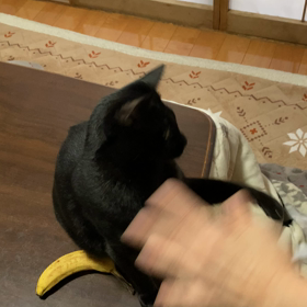 激しさにつつまれながら(๑˃̵ᴗ˂̵)の画像