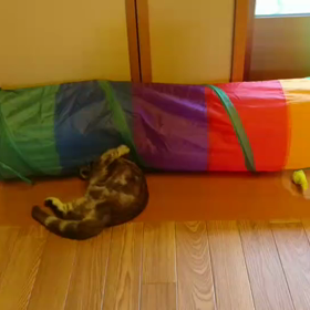 元気いっぱいの画像