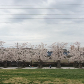 さくら広場にて @しまさんの画像