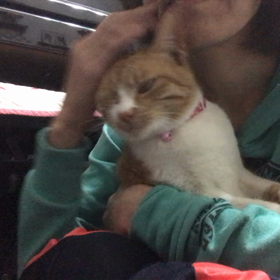 里親様募集中のチャチャ姫❤️の画像