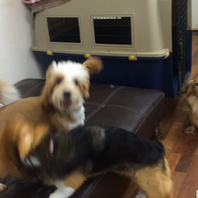 お遊び動画の画像