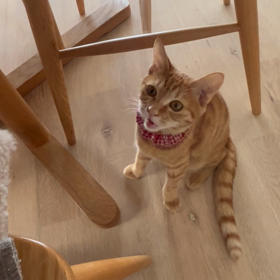 脱走猫続報。の画像