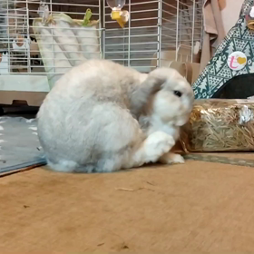 ぴょんですの画像