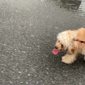 7月25日12わんこと1時間30分遠足　新宿の画像