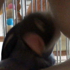 …ポタン ペンタ、、君もお年頃になったのかい？の画像