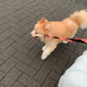 7月17日11わんこと2時間遠足　代々木公園表参道の画像