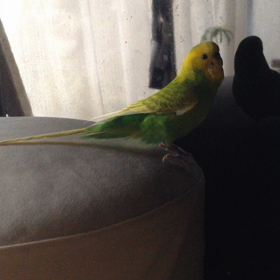 インコのピーちゃんが話すようになったの画像