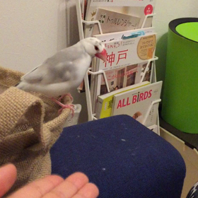 すーちゃんと金時のコラボの画像