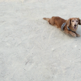 はしゃぎ丸の画像