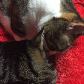 癒され動画(=^x^=) マヨラ&ロー編❤️の画像