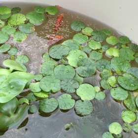 今日のガーデンの画像