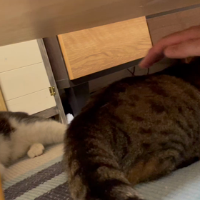 クロちゃん♀、ゆきちゃん♀の尻尾で遊ぶの画像