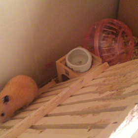 今日はピーたんの散歩の画像