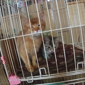 永遠の子猫だろうと診断の☆しじみの画像