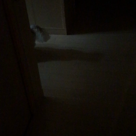 彷徨うぶぅちゃんの画像