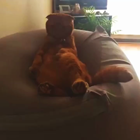 スコ座りの画像