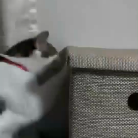 【愛しのペット】ブログ始めました！の画像