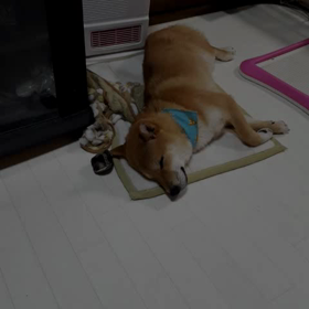 今日のﾍﾞﾛﾍﾞﾛ(笑)の画像