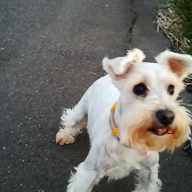 本当は、いい子なんですの画像