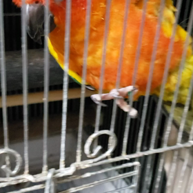 コガネメキシコの画像