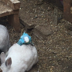 うさぎに発情の画像