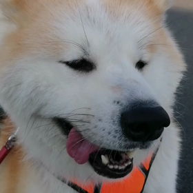 本当に暑い朝‼️未来丸はだんだん辛くなっていきそうだ。まだメリハリつければ、しっかり脚側歩行のの画像