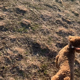 12月28日12わんこと2時間遠足　　代々木公園表参道の画像