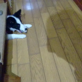 チップ3ヵ月目の画像