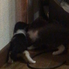 俺、親猫になる 39の画像