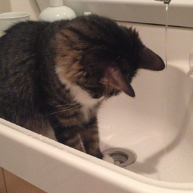 猫は水が苦手なんて嘘だよね？の画像