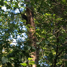 野鳥の会の方！の画像