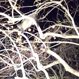 すぎぴたんの事件簿シーズン3　98話（なが！なが！なが！　流れ星だよぉ～です。）の画像