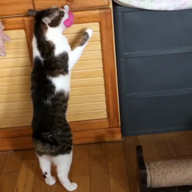 スポジムでパワハラか？会員で大騒ぎになりつつある！デール怒ってる動画！の画像