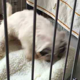 本能のなせる業かの画像